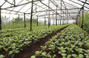 Saiba Como Fazer Uma Estufa Para Horta De Bambu Capa Tropical Estufas