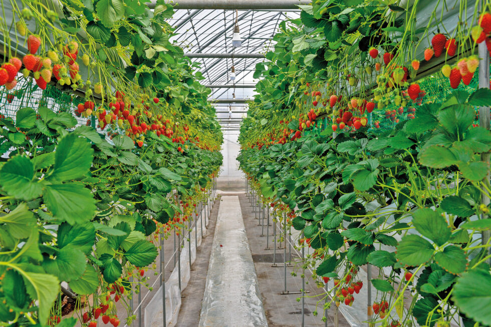 Como Fazer Produ O Suspensa Em Cultivo Protegido De Morango