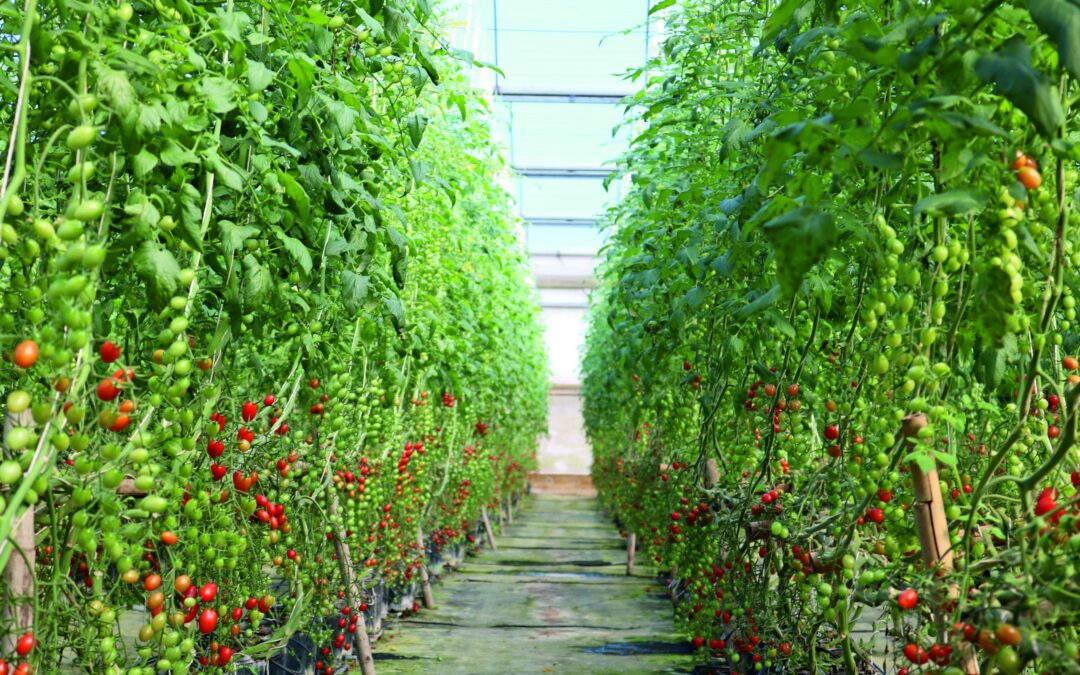 Filmes Qual O Ideal Para A Tomaticultura Tropical Estufas Agr Colas