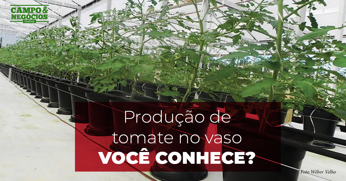 Produ O De Tomate No Vaso Voc Conhece Tropical Estufas Agr Colas