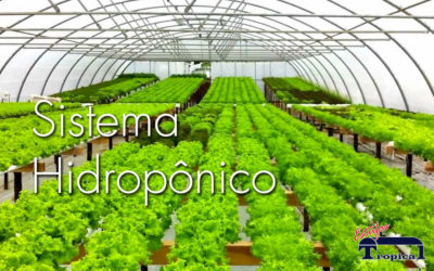 Dicas para começar um sistema hidropônico