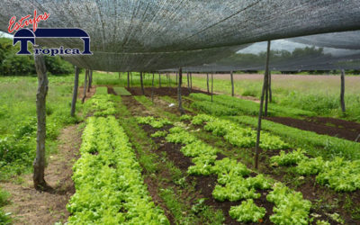 Lona para Estufa Agrícola | Tela de Sombreamento | Sombrite