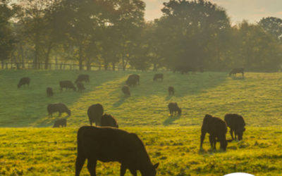 Conheça 7 boas práticas para ter uma fazenda sustentável