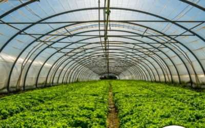 Saiba como escolher um filme agrícola para sua estufa