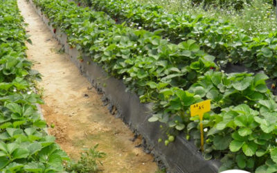 Guia: dicas e orientações de plasticultura para iniciantes