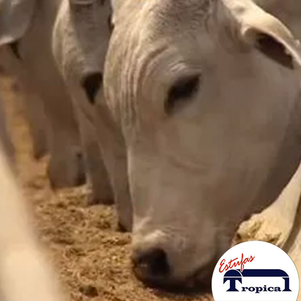 Você sabe os tipos de mistura de silagem para gado de corte? Descubra!