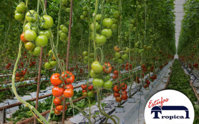 Produção de tomate em estufa