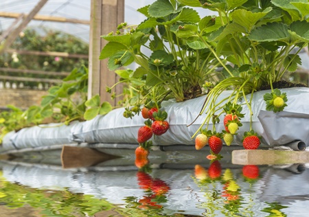 Morangos, Tomates e outras frutas hidropônicas: 3 dicas para fazer o cultivo