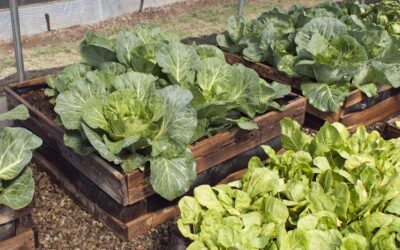 Horta em palete: saiba como cultivar um sistema sobre a base de madeira