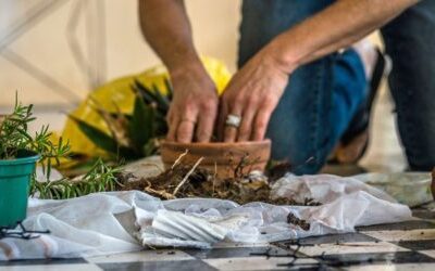 Veja 3 dicas de como preparar terra para horta em vasos