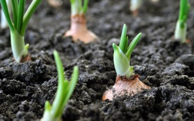 Entenda a diferença entre horticultura e olericultura