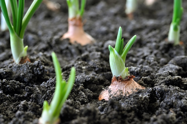 Entenda a diferença entre horticultura e olericultura