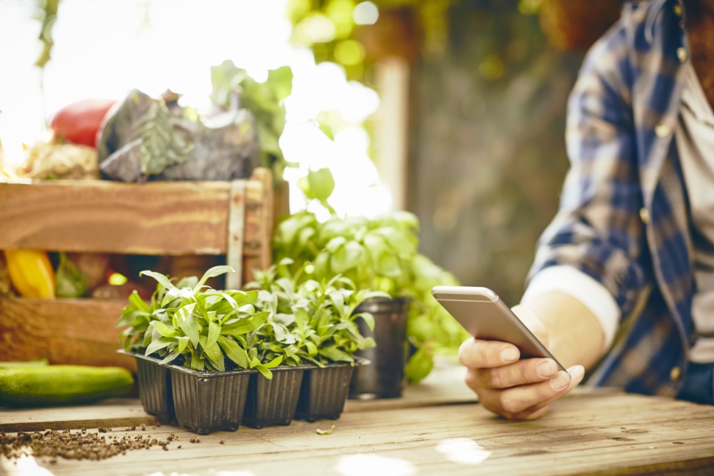 8 dicas do que plantar em uma mini horta de temperos