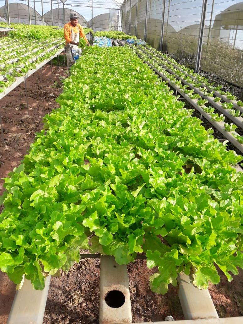 J.Watanabe: Uma história de dedicação familiar e inovação no mercado da horticultura