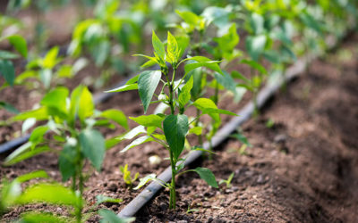 Veja como preparar biofertilizantes orgânicos