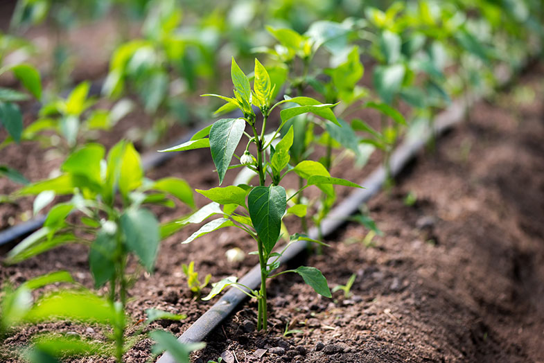 Veja como preparar biofertilizantes orgânicos