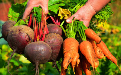 Qual a diferença entre agroecológicos e alimentos orgânicos?