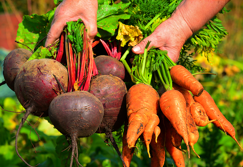 Qual a diferença entre agroecológicos e alimentos orgânicos?