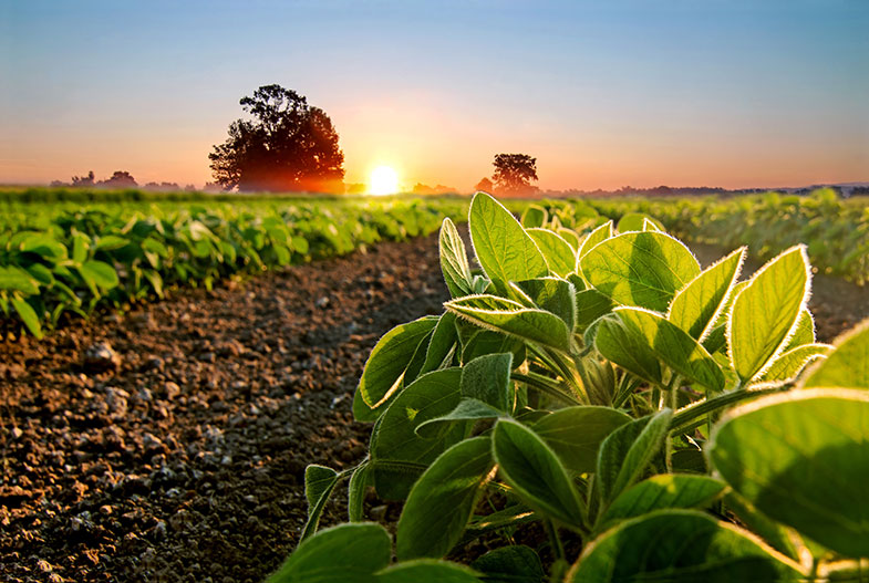 Agricultura urbana poderia atender a 15% da população das cidades