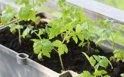 Dicas para cultivar o seu próprio alimento em casa