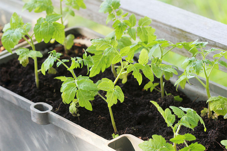 Dicas para cultivar o seu próprio alimento em casa