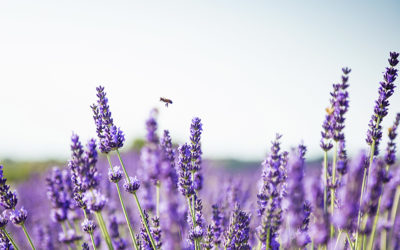 Como cultivar lavanda?