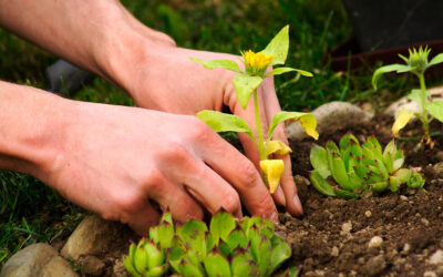 Benefícios das flores silvestres para o seu jardim