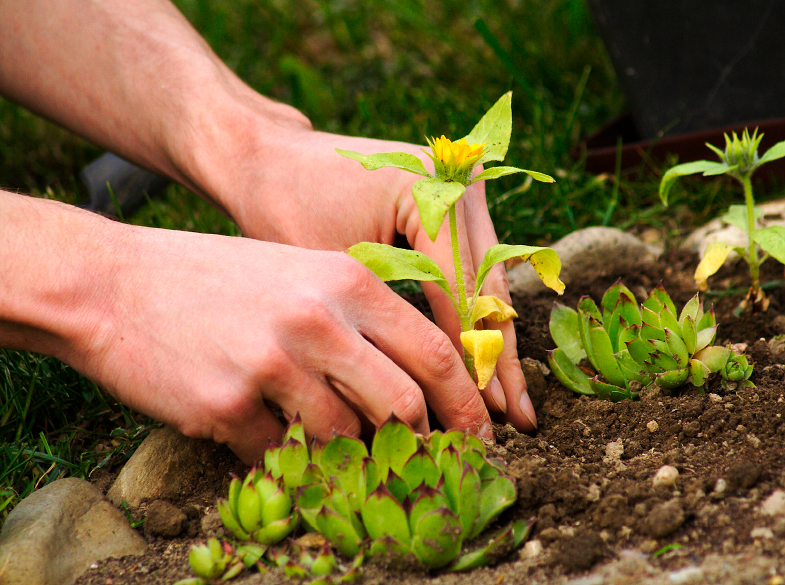 Benefícios das flores silvestres para o seu jardim