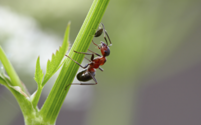 Elimine as formigas da sua horta de forma biológica