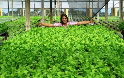 Horticultores que alcançaram sucesso de produtividade em 2016