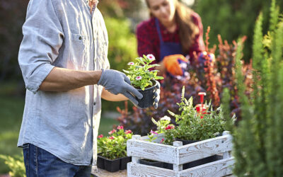 O que fazer com plantas que não se desenvolvem?