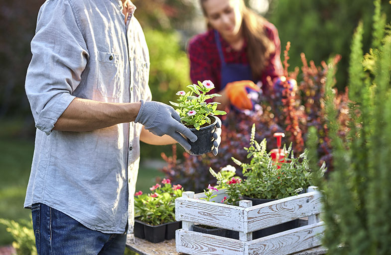 O que fazer com plantas que não se desenvolvem?