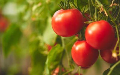 Os benefícios da plantação de tomate em estufa