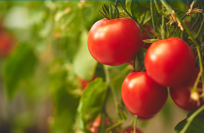 Os benefícios da plantação de tomate em estufa