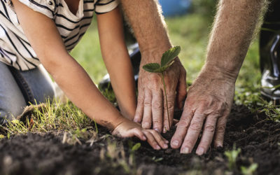 Plantar árvores melhora a vida nas grandes cidades