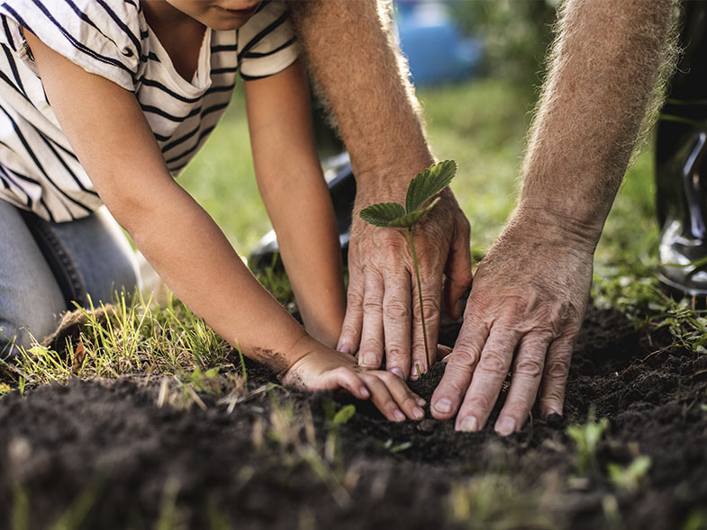 Plantar árvores melhora a vida nas grandes cidades