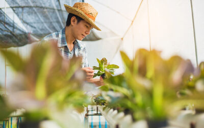 Conheça plantas e vegetais que podem ser cultivadas na água