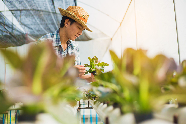 Conheça plantas e vegetais que podem ser cultivadas na água