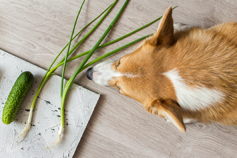 5 plantas para quem tem animais de estimação