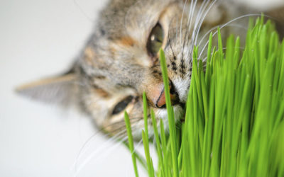 Produza a graminha do seu gato em casa