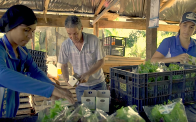 Hortaliças embaladas: tendência traz bons resultados para horticultores