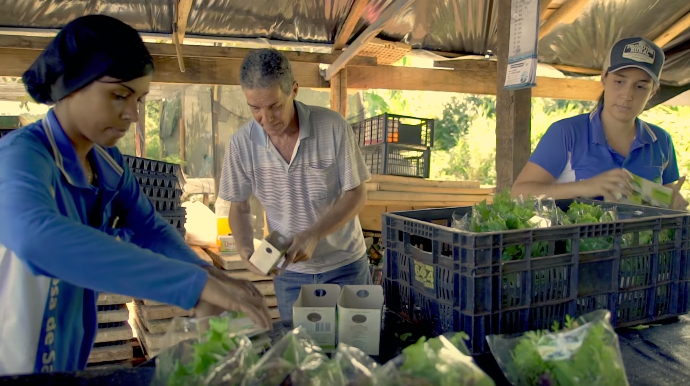 Hortaliças embaladas: tendência traz bons resultados para horticultores