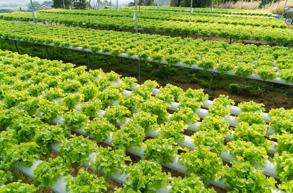 Projeto Horta Santa estimula valorização dos produtores e fomento à horticultura
