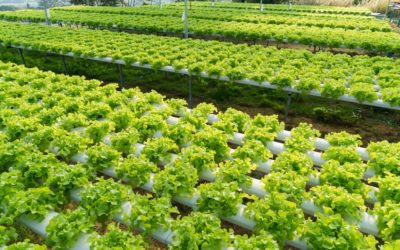 Projeto Horta Santa estimula valorização dos produtores e fomento à horticultura