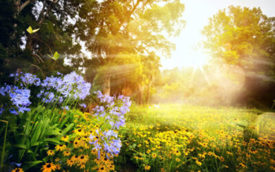 A influência do sol para uma boa horta