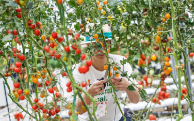 Colheitas ISLA 2018: intensificando laços entre o campo e a gastronomia