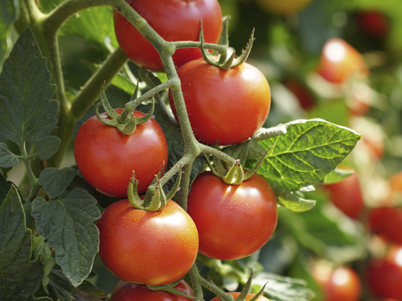 Emirados Árabes terá a primeira fazenda de tomates cultivados no deserto