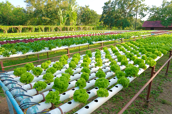 horta hidropônica