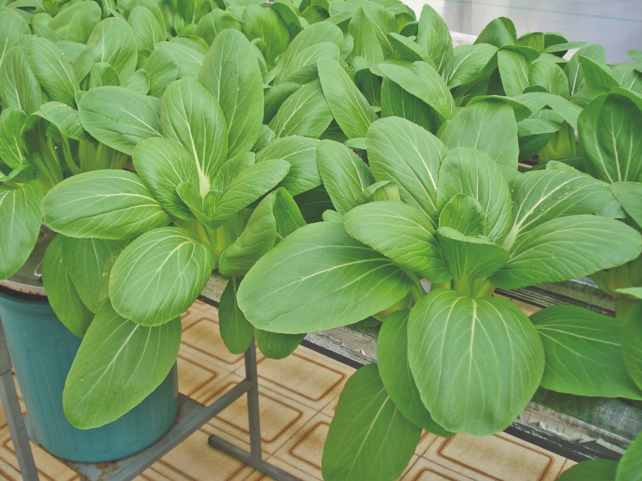 As vantagens do cultivo de acelga em estufas