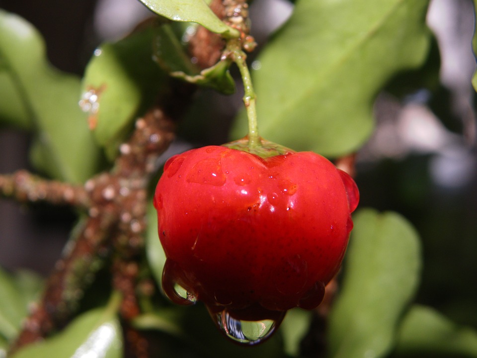 frutífera em vaso - acerola